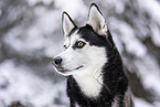 Siberian Husky im Winter