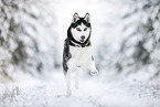 Siberian Husky im Winter