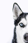 Siberian Husky im Winter