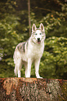 Sibirian Husky