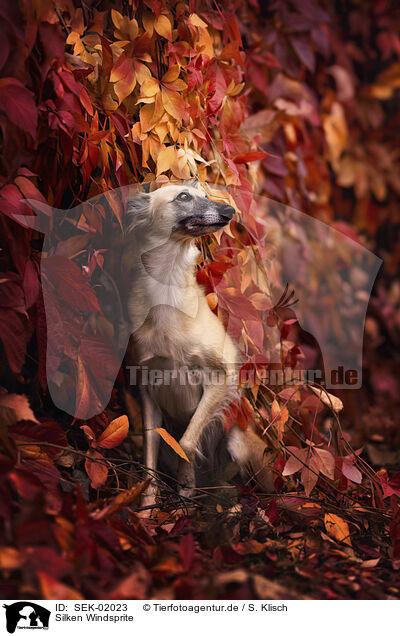 Silken Windsprite / Silken Windsprite / SEK-02023