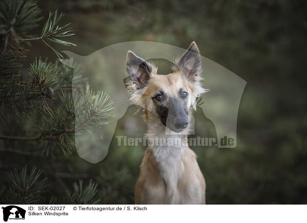 Silken Windsprite / Silken Windsprite / SEK-02027