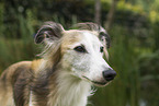 Silken Windsprite