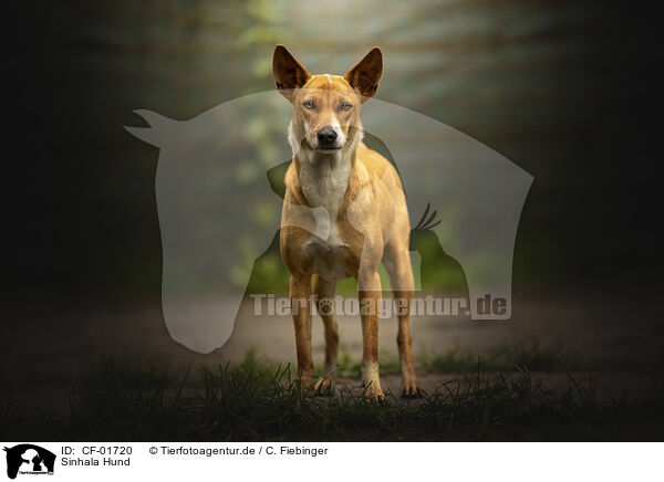 Sinhala Hund / CF-01720