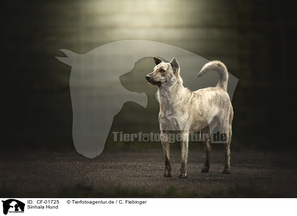 Sinhala Hund / CF-01725
