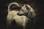 Sinhala Hund
