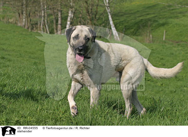 stehender / standing Sivas Kangal / RR-04555