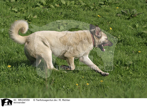 rennender / running Sivas Kangal / RR-04559