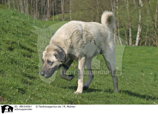 schnuppender / snuffling Sivas Kangal / RR-04561