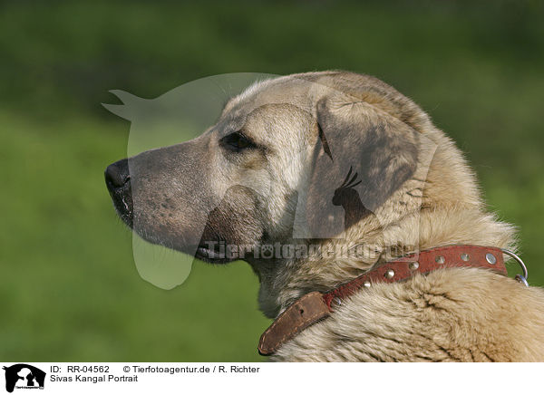 Sivas Kangal Portrait / Sivas Kangal Portrait / RR-04562
