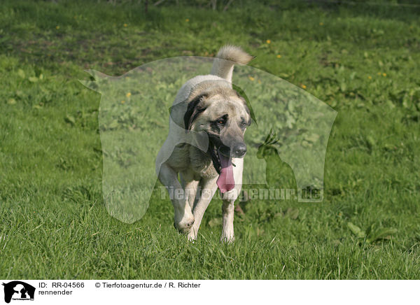 rennender / running Sivas Kangal / RR-04566