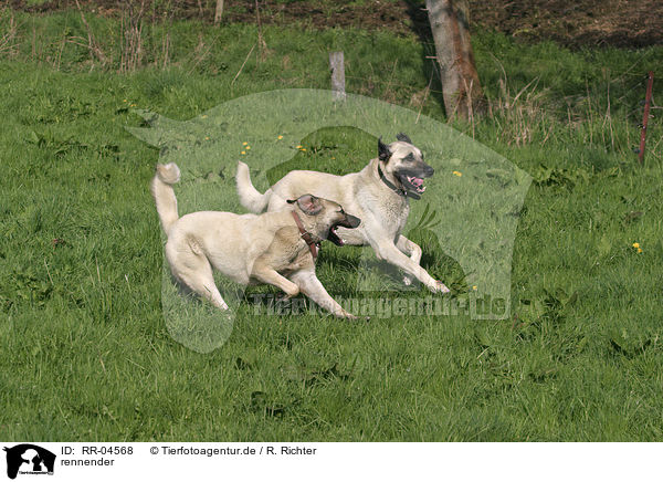 rennender / running Sivas Kangal / RR-04568