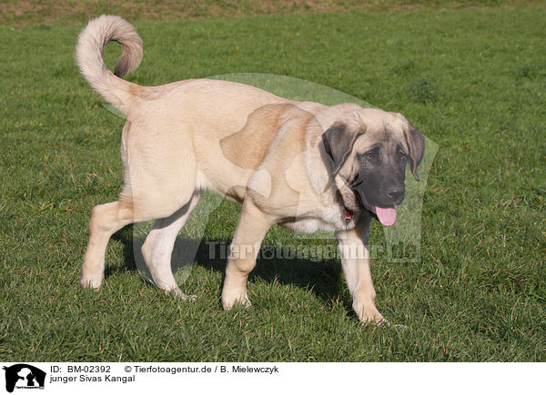 junger Sivas Kangal / BM-02392