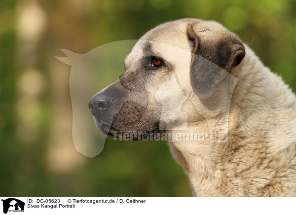 Sivas Kangal Portrait / DG-05623