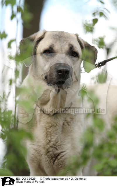 Sivas Kangal Portrait / Sivas Kangal Portrait / DG-05625