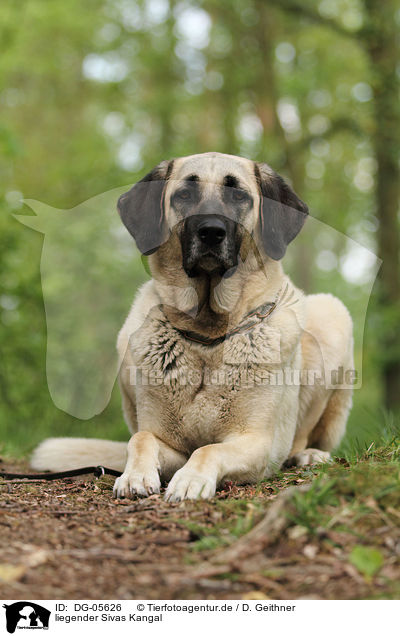 liegender Sivas Kangal / lying Sivas Kangal / DG-05626