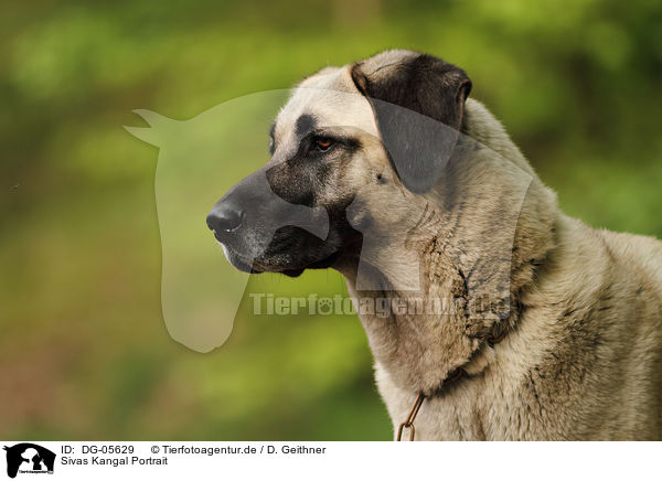 Sivas Kangal Portrait / Sivas Kangal Portrait / DG-05629