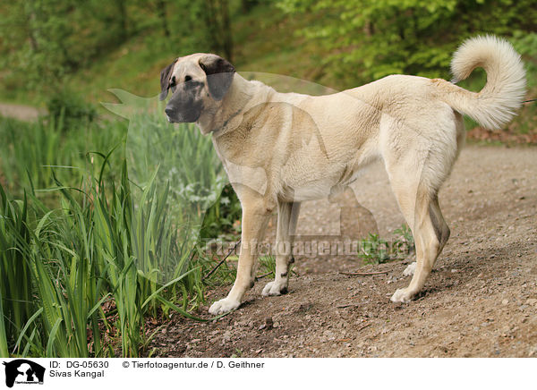 Sivas Kangal / Sivas Kangal / DG-05630