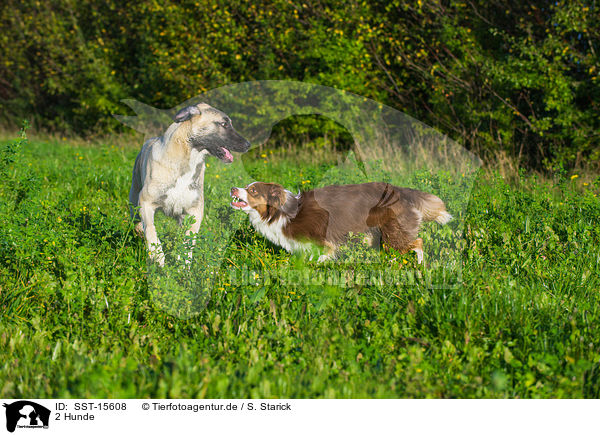 2 Hunde / 2 dogs / SST-15608