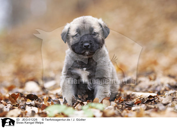 Sivas Kangal Welpe / Sivas Kangal puppy / JEG-01226