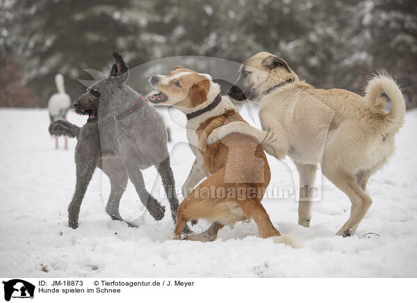 Hunde spielen im Schnee / dogs playing in the snow / JM-18873