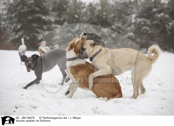 Hunde spielen im Schnee / JM-18875