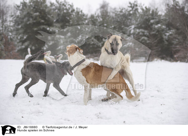 Hunde spielen im Schnee / JM-18880