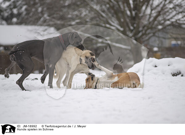 Hunde spielen im Schnee / JM-18992