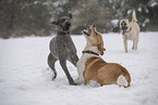 Hunde spielen im Schnee