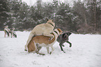 Hunde spielen im Schnee