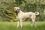 Sivas Kangal