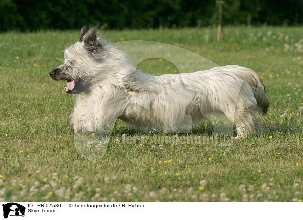 Skye Terrier / RR-07580