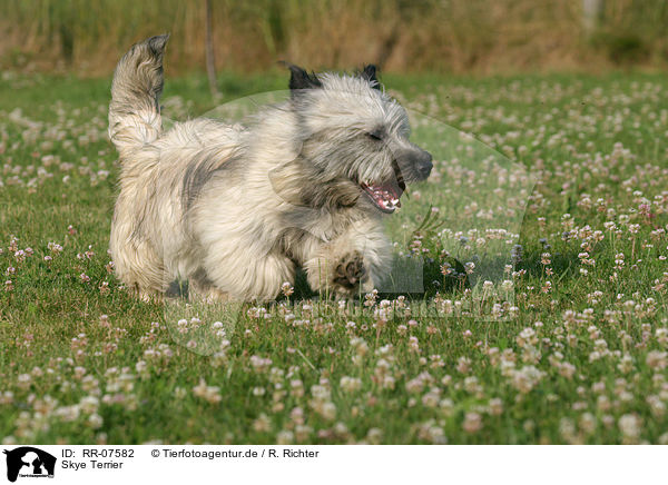 Skye Terrier / Skye Terrier / RR-07582