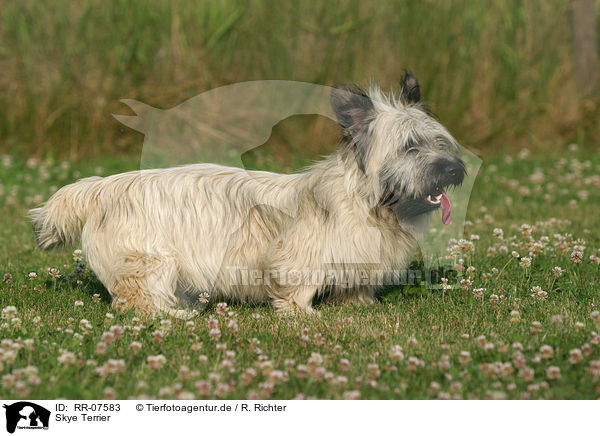Skye Terrier / Skye Terrier / RR-07583