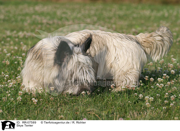 Skye Terrier / Skye Terrier / RR-07589