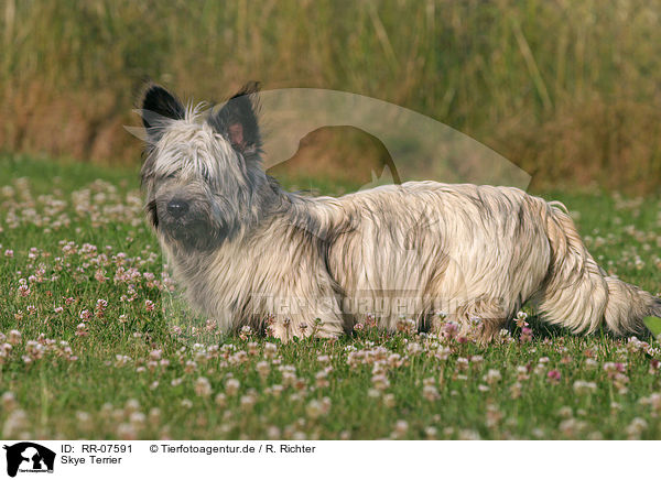 Skye Terrier / Skye Terrier / RR-07591