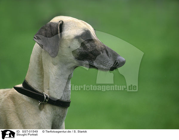 Sloughi Portrait / Sloughi Portrait / SST-01549