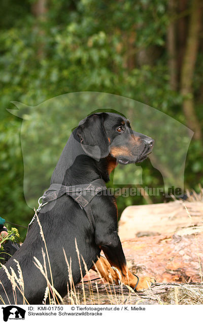 Slowakische Schwarzwildbracke / KMI-01750