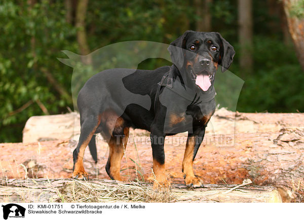 Slowakische Schwarzwildbracke / KMI-01751