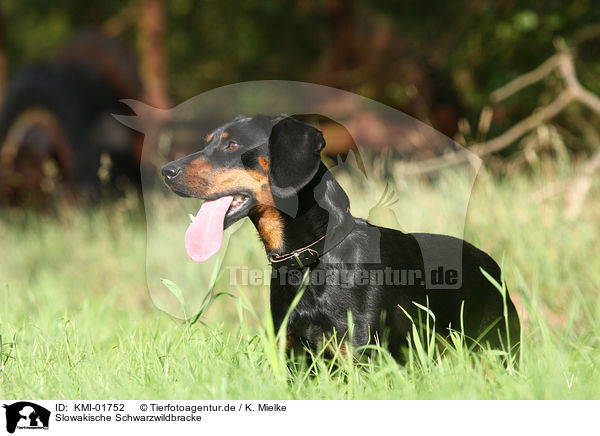 Slowakische Schwarzwildbracke / Slovakian Hound / KMI-01752