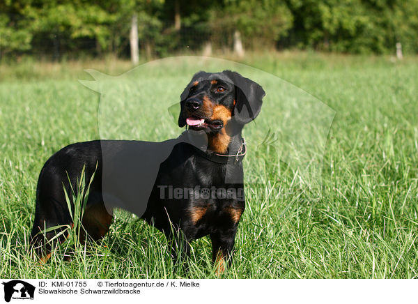 Slowakische Schwarzwildbracke / KMI-01755