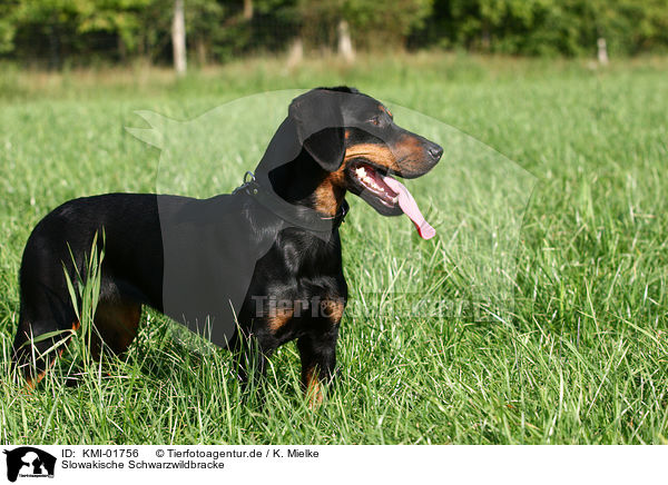Slowakische Schwarzwildbracke / Slovakian Hound / KMI-01756