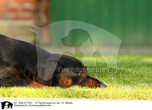 Slowakische Schwarzwildbracke / Slovakian Hound / KMI-01759