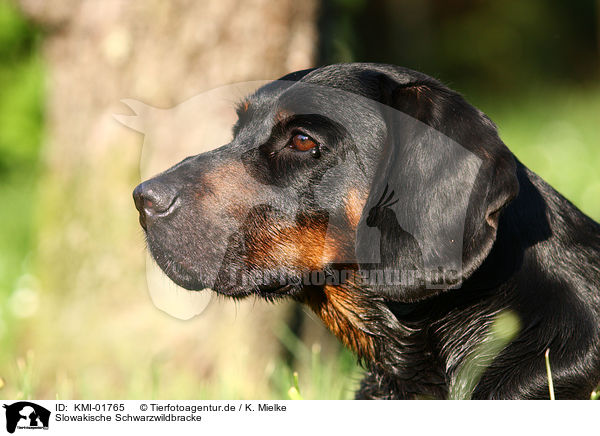Slowakische Schwarzwildbracke / Slovakian Hound / KMI-01765