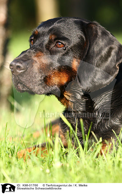 Slowakische Schwarzwildbracke / Slovakian Hound / KMI-01766