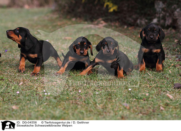 Slowakische Schwarzwildbracke Welpen / Slovakian Hound Puppies / DG-04558