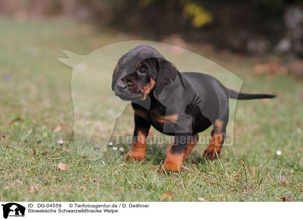 Slowakische Schwarzwildbracke Welpe / Slovakian Hound Puppy / DG-04559