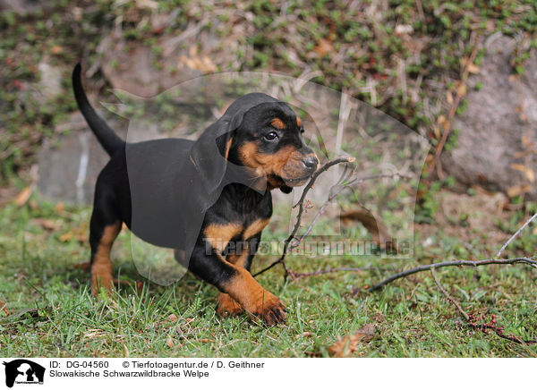 Slowakische Schwarzwildbracke Welpe / Slovakian Hound Puppy / DG-04560