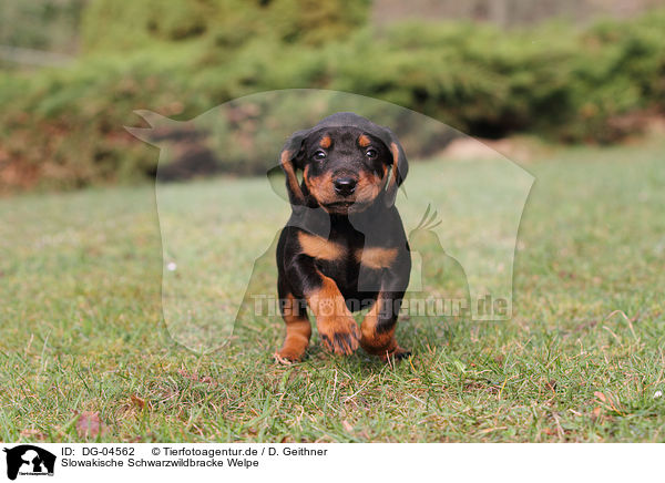 Slowakische Schwarzwildbracke Welpe / Slovakian Hound Puppy / DG-04562