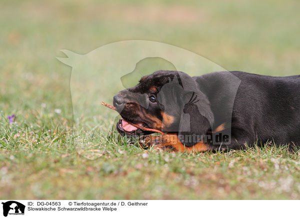 Slowakische Schwarzwildbracke Welpe / Slovakian Hound Puppy / DG-04563